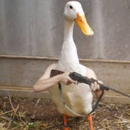 goose peek avatar