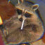 high raccoon