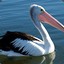 Pelican