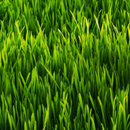 Grass