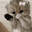 Hálys