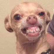 霹靂卡霹靂拉波波麗娜