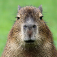 capybara slay
