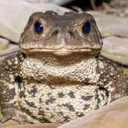 不爱吃天鹅肉的赖格宝