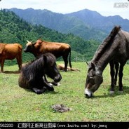 守护最好的阿坤