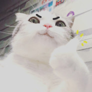 あべしんぞう/Abe Shinzo/