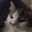 Котумбус