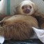 A Large Sloth