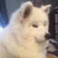 DogGod