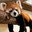 H5K | Red Panda