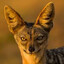 skippy