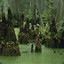 Swampy_J