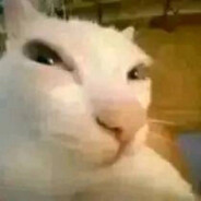 meow nose