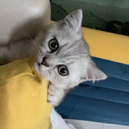 恐龙扛狼扛狼扛