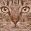 猛戳独眼龙那个好眼