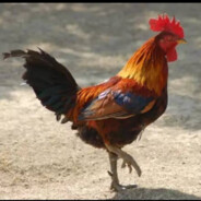 哥哥由我来守护！！！