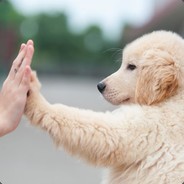 杀你爸爸去  别杀我