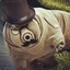 Dapper Tardigrade