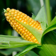Ears of corn