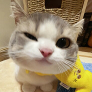 泥嚎我叫小猫