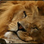 Relaxed Lion