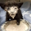 cat antibiotics