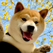 三岁拿下小菲菲