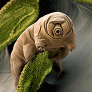 sexy tardigrade ✿