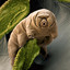 sexy tardigrade ✿