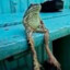 SAPO SENTAO