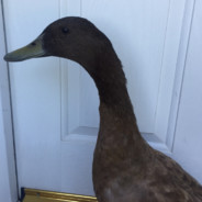 CrispyDucky avatar