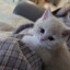 kitten