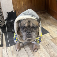 питбуль аркаша