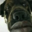 dawg