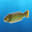 Carp4's Avatar