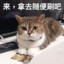 翻车鱼