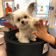 哈利波特的魔法棒