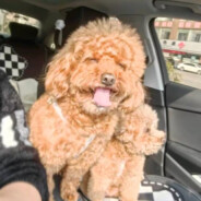 老婆给我买了小米17PROMAX