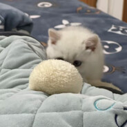 早上起来摸到老公硬硬的，原来是似了喵