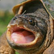 TTM - Turtle {Bad At CSGO}