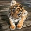 Baby Tiger