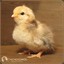 Chick