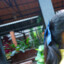 nueng