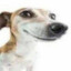 SussyDog