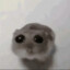 Dollelor