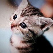 心有蒙虎嗅蔷薇c