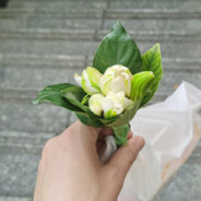 你是贫瘠土壤的玫瑰