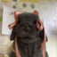 Baaa; (ﾉ｡ÒㅅÓ)ﾉ