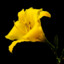 richard.agudo2