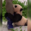 Greedy Panda